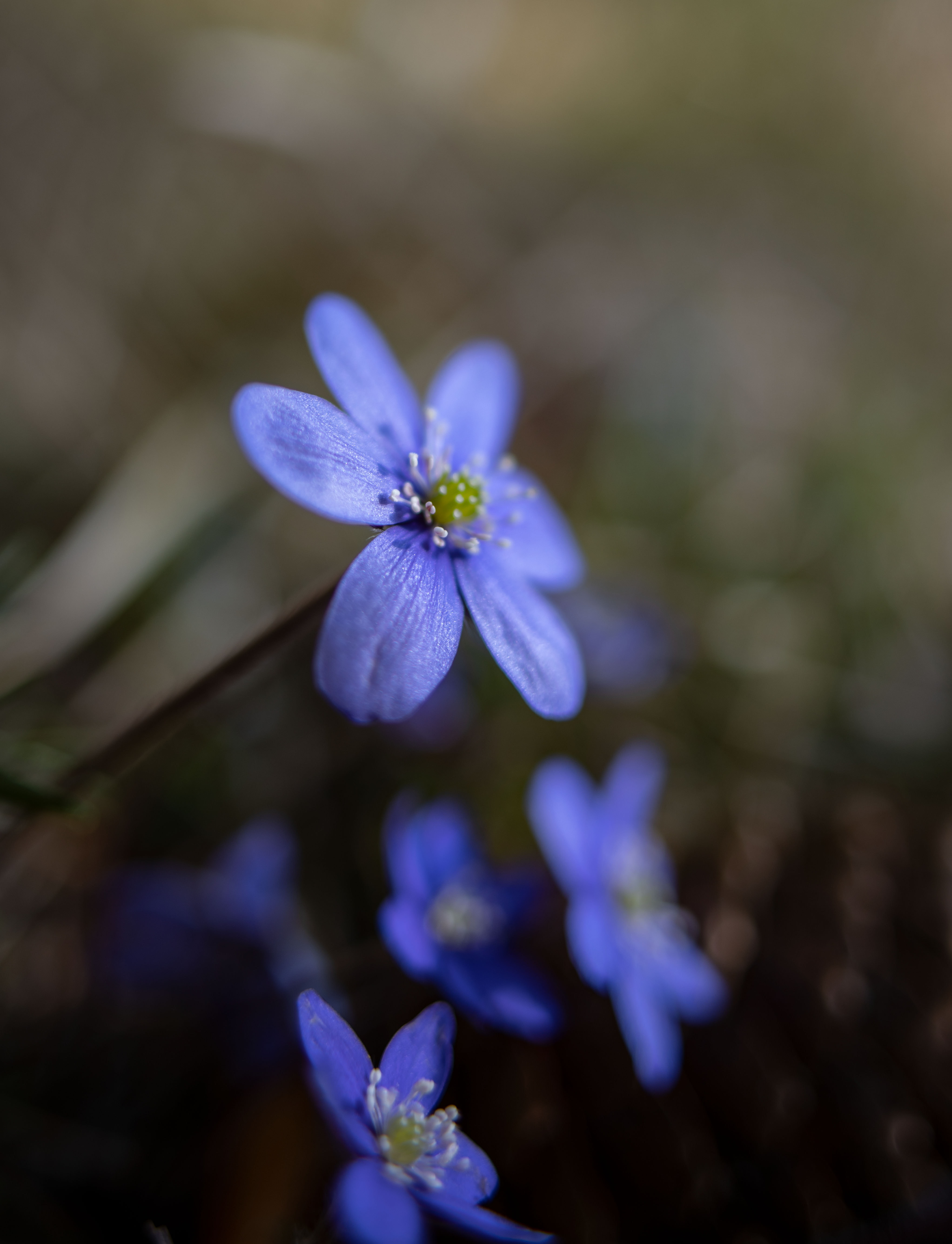 Blue Flower Linseed